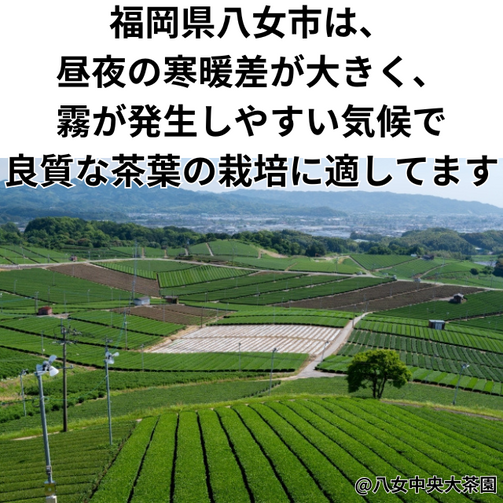 福岡県八女市のお茶