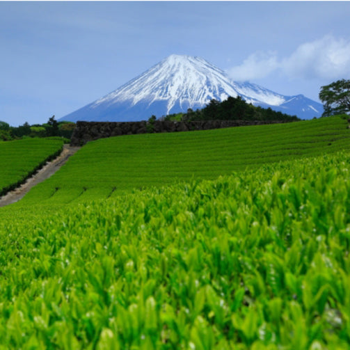 静岡の茶畑