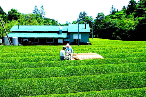 茶農家