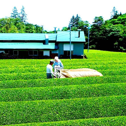 茶農家