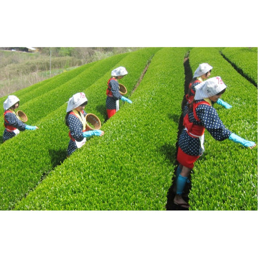 ギフトに最適。知覧茶・八女茶・嬉野茶の3缶セット