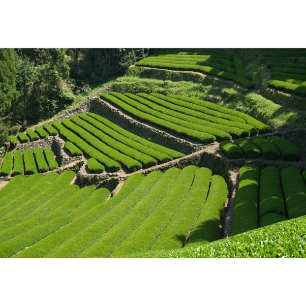 2025年（令和7年産） 佐賀県産 うれしの新茶 2袋 – お茶の通販なら美味